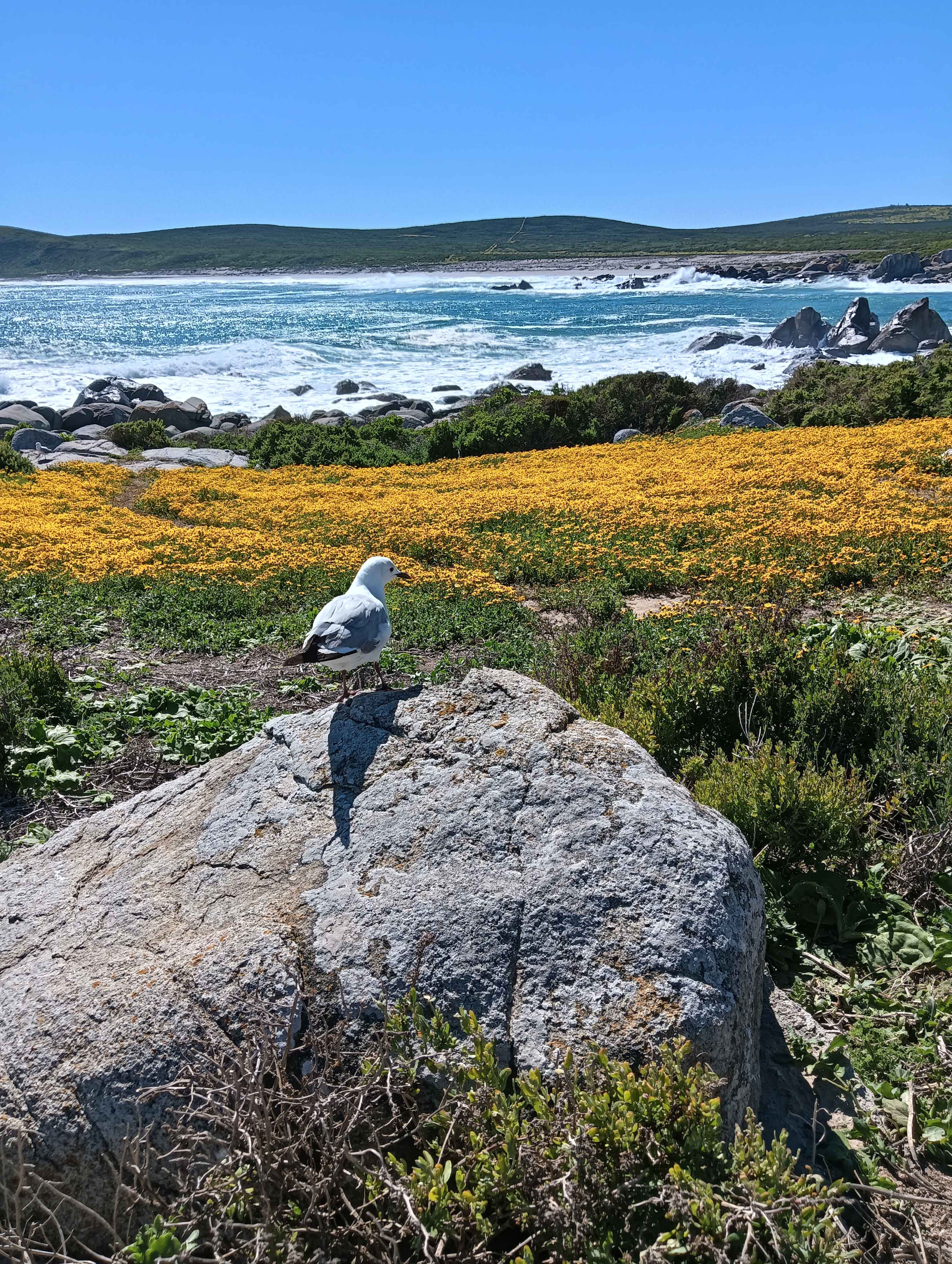 Flowers of Posberg Section West Coast National Park